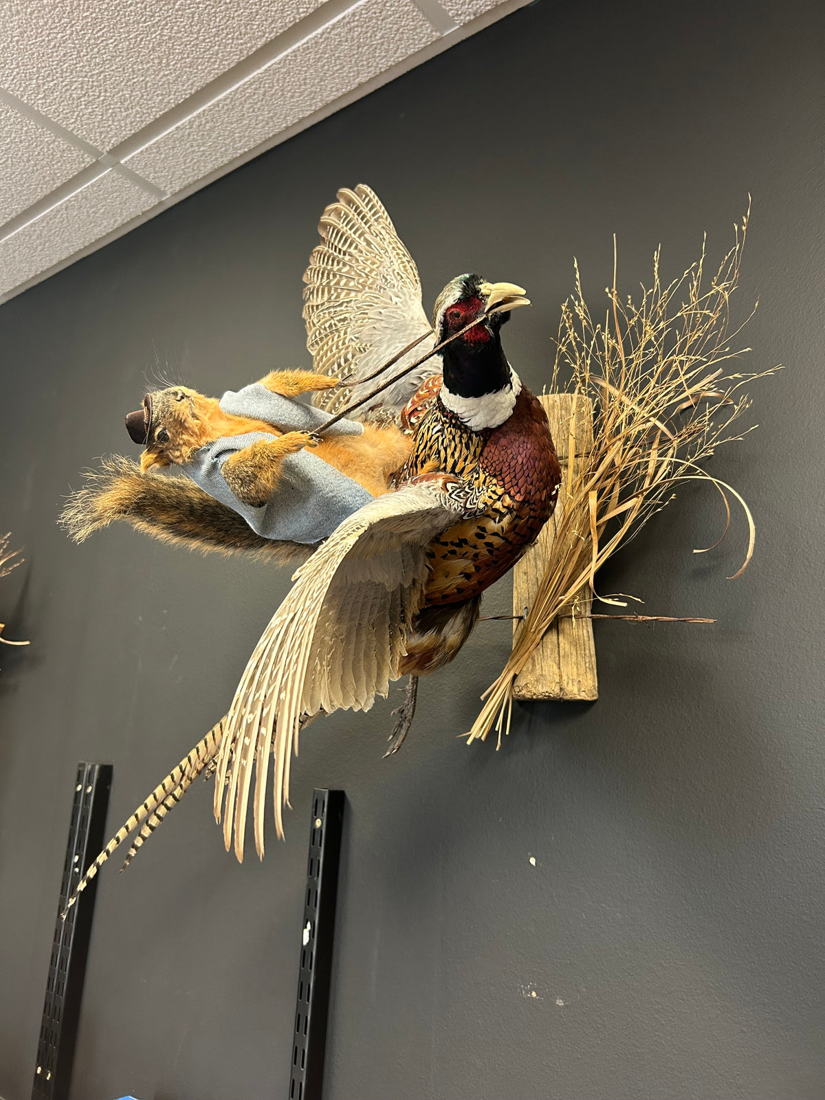 Squirrel Riding a Pheasant