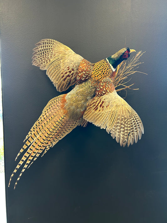 Full Body Pheasant Mounts